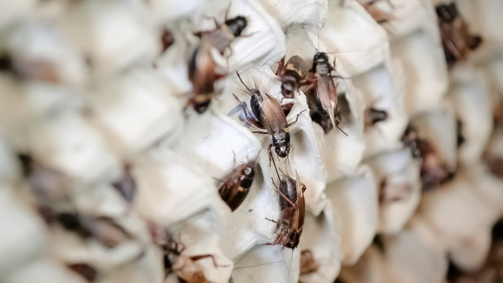 Students’ innovation helps farmers with the heat killing crickets ...